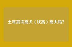 土耳其坎高犬（坎高）高大吗？
