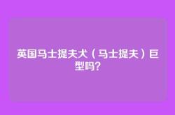 英国马士提夫犬（马士提夫）巨型吗？