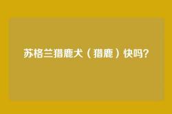 苏格兰猎鹿犬（猎鹿）快吗？