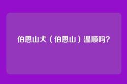 伯恩山犬（伯恩山）温顺吗？