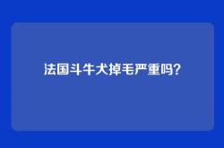 法国斗牛犬掉毛严重吗？