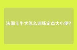 法国斗牛犬怎么训练定点大小便？