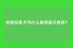 拉布拉多犬为什么是导盲犬首选？