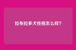 拉布拉多犬性格怎么样？