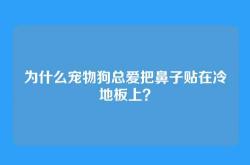 为什么宠物狗总爱把鼻子贴在冷地板上？