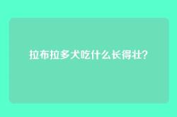 拉布拉多犬吃什么长得壮？