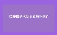 拉布拉多犬怎么看纯不纯？
