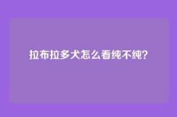 拉布拉多犬怎么看纯不纯？