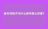 金毛寻回犬为什么掉毛那么厉害？