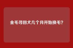 金毛寻回犬几个月开始换毛？