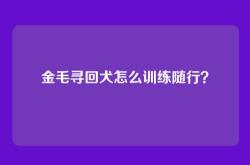 金毛寻回犬怎么训练随行？