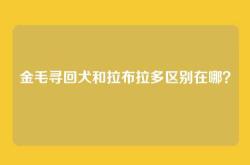 金毛寻回犬和拉布拉多区别在哪？
