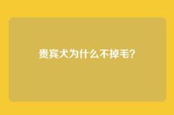 贵宾犬为什么不掉毛？