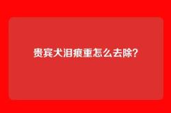 贵宾犬泪痕重怎么去除？