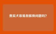 贵宾犬容易有髌骨问题吗？