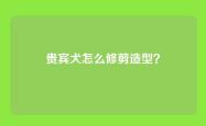 贵宾犬怎么修剪造型？