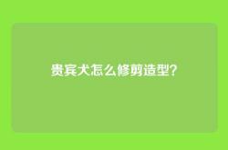 贵宾犬怎么修剪造型？