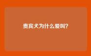 贵宾犬为什么爱叫？