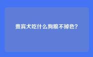 贵宾犬吃什么狗粮不掉色？