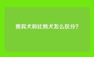 贵宾犬和比熊犬怎么区分？
