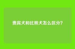 贵宾犬和比熊犬怎么区分？