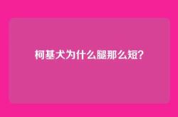 柯基犬为什么腿那么短？