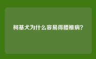 柯基犬为什么容易得腰椎病？
