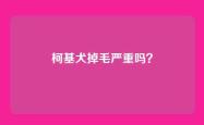 柯基犬掉毛严重吗？