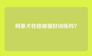 柯基犬性格倔强好训练吗？