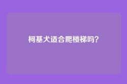 柯基犬适合爬楼梯吗？