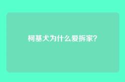 柯基犬为什么爱拆家？