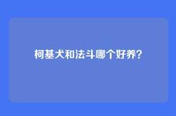 柯基犬和法斗哪个好养？