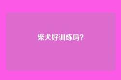 柴犬好训练吗？