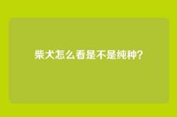 柴犬怎么看是不是纯种？