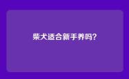 柴犬适合新手养吗？