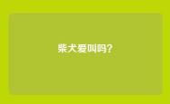 柴犬爱叫吗？
