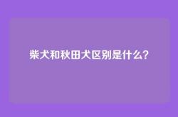 柴犬和秋田犬区别是什么？