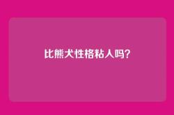 比熊犬性格粘人吗？