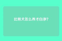 比熊犬怎么养才白净？