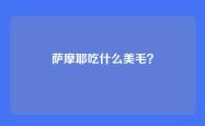 萨摩耶吃什么美毛？