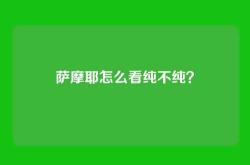 萨摩耶怎么看纯不纯？
