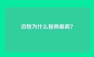 边牧为什么智商最高？
