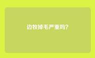 边牧掉毛严重吗？