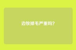 边牧掉毛严重吗？