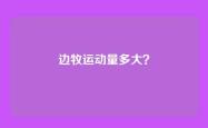 边牧运动量多大？