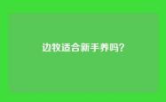 边牧适合新手养吗？