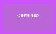 边牧好训练吗？