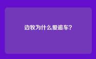 边牧为什么爱追车？
