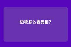 边牧怎么看品相？