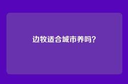 边牧适合城市养吗？